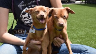 Chihuahuas Cash and Chadwick dazzle the camera with smiles. They are up for adoption at the Helen Woodward Animal Center.