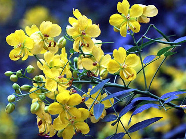 Cassia-Tree-Yellow-Flowers