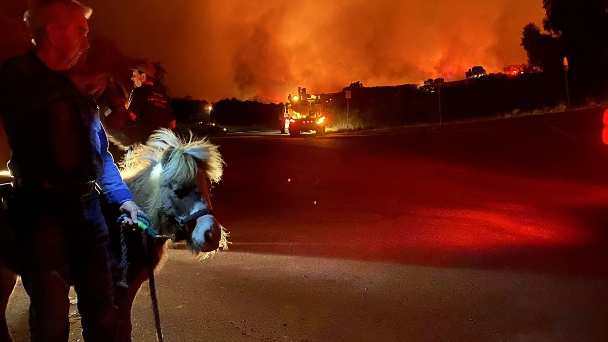A miniature horse and its owner are evacuated from a home in Santa Barbara County on Monday, Nov. 25, 2019. 
