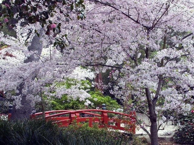 CherryBlossomsDescanso