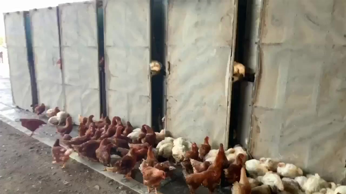 Chickens Spill From Overturned Truck in Freeway Crash NBC Los Angeles