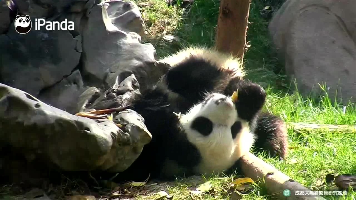 Clumsy Pandas Caught at Play NBC Los Angeles