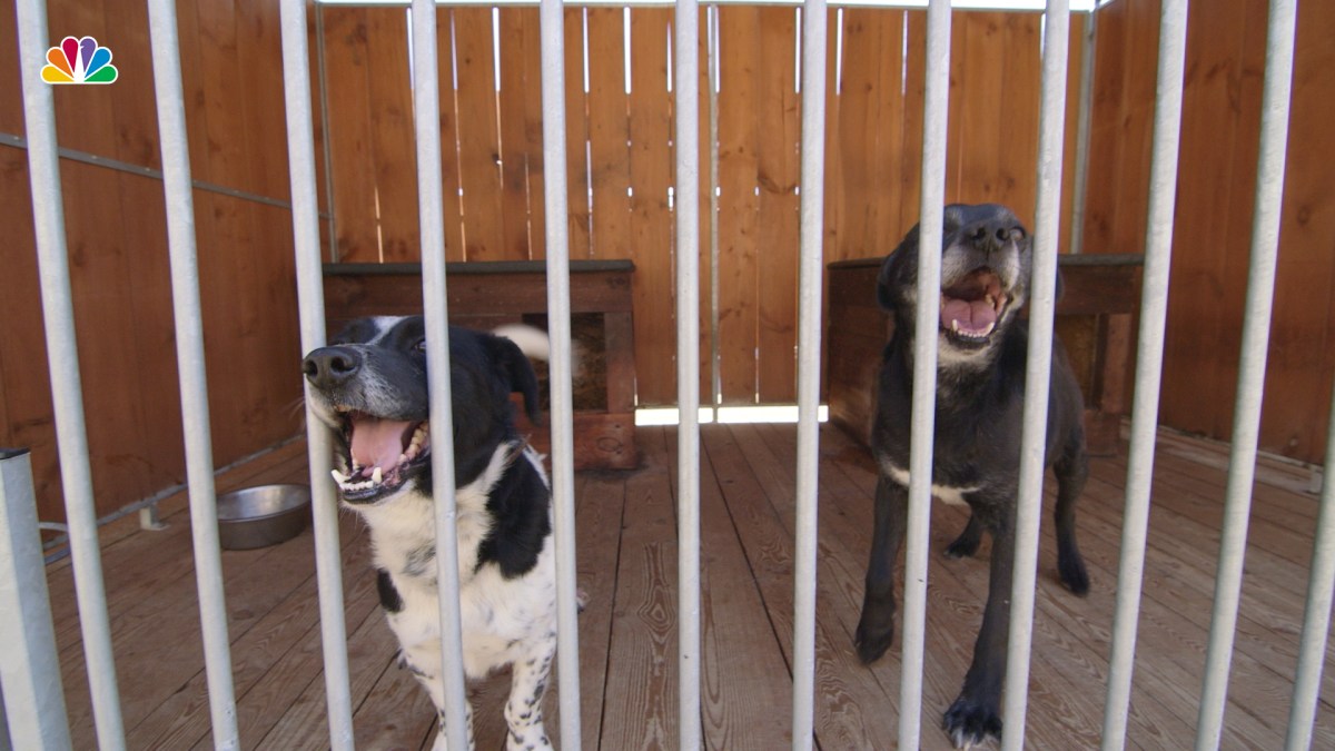 10 Most Common Dog Breeds in Shelters NBC Los Angeles