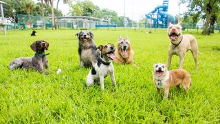 Six dogs in a dog park, United States