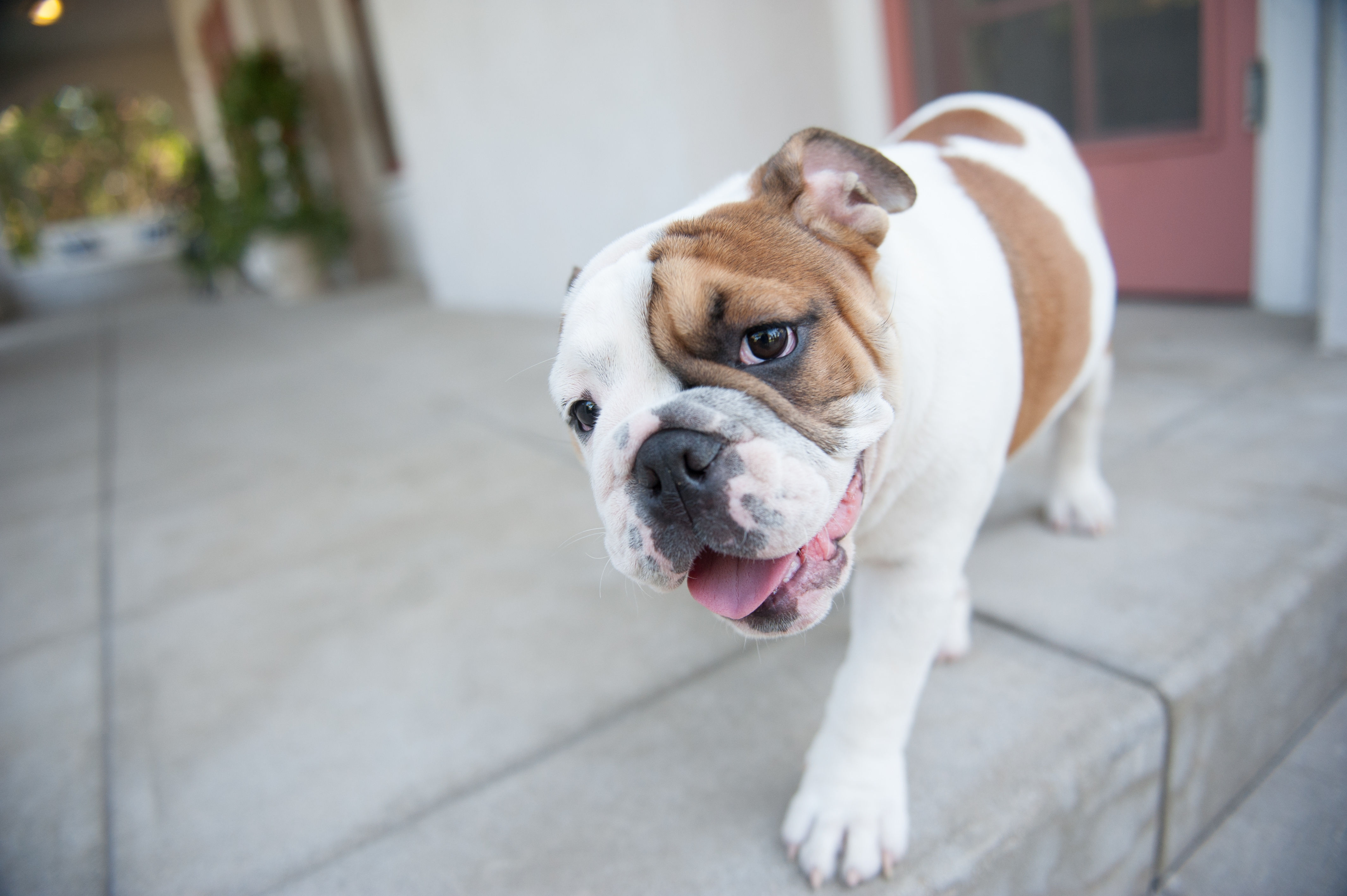 Google Image Result for http://www.bulldogsoftimberridge.com/files/rox_pup_band