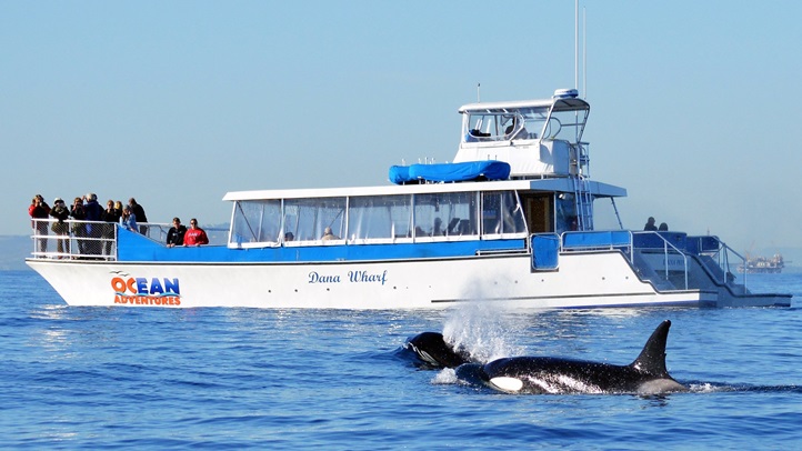 DanaWharfwhalesightingabc123