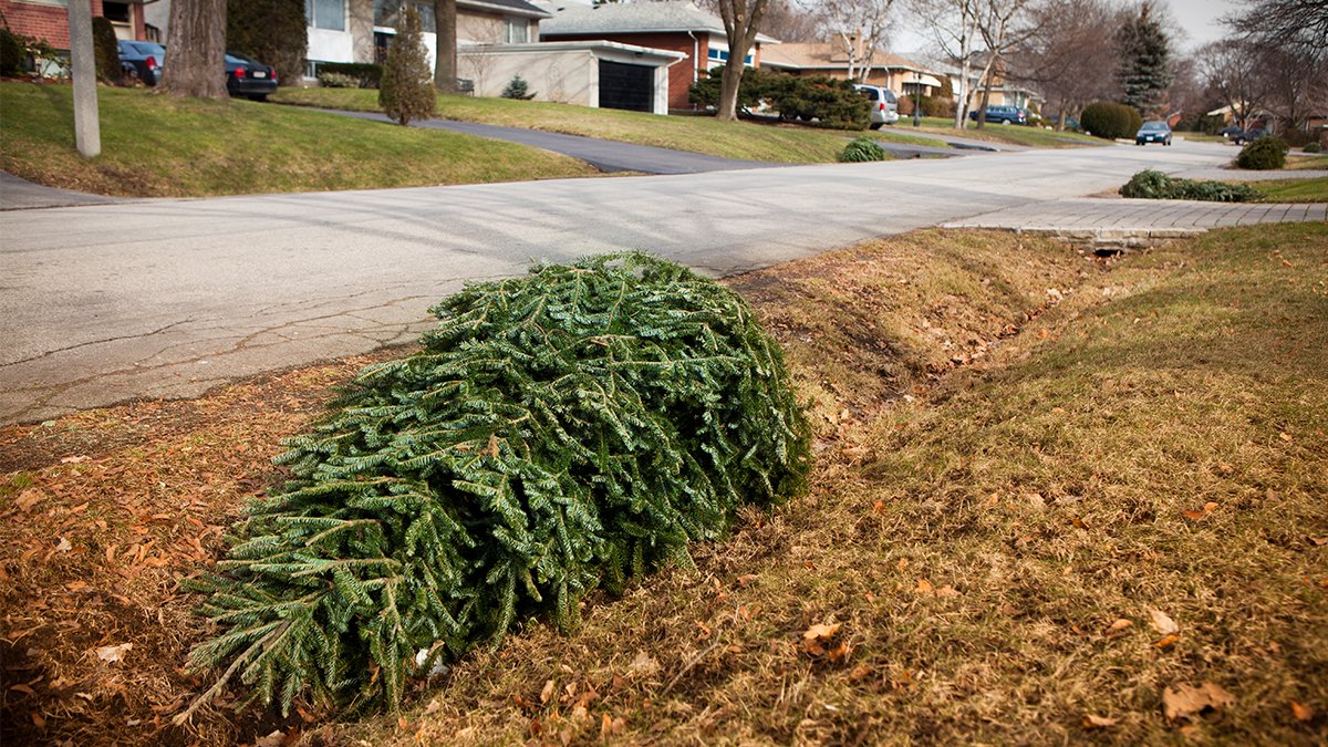 What to know about Christmas tree recycling in Los Angeles