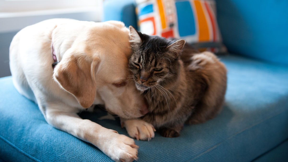 Riverside County Holds 'Black Saturday,' Waiving Adoption Fees for Pets – NBC Los Angeles - Vimarsana News