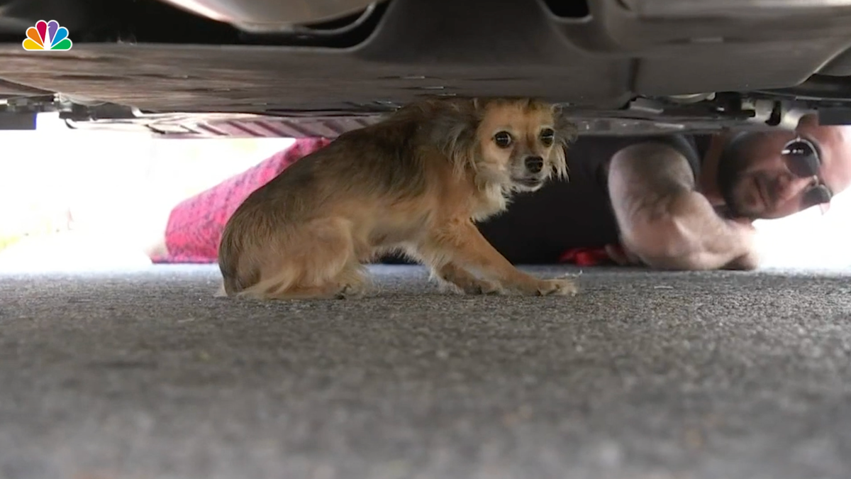 What Happens After Car Chases Dog Chases? NBC Los Angeles