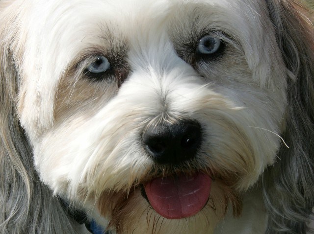 Doggie_57501318