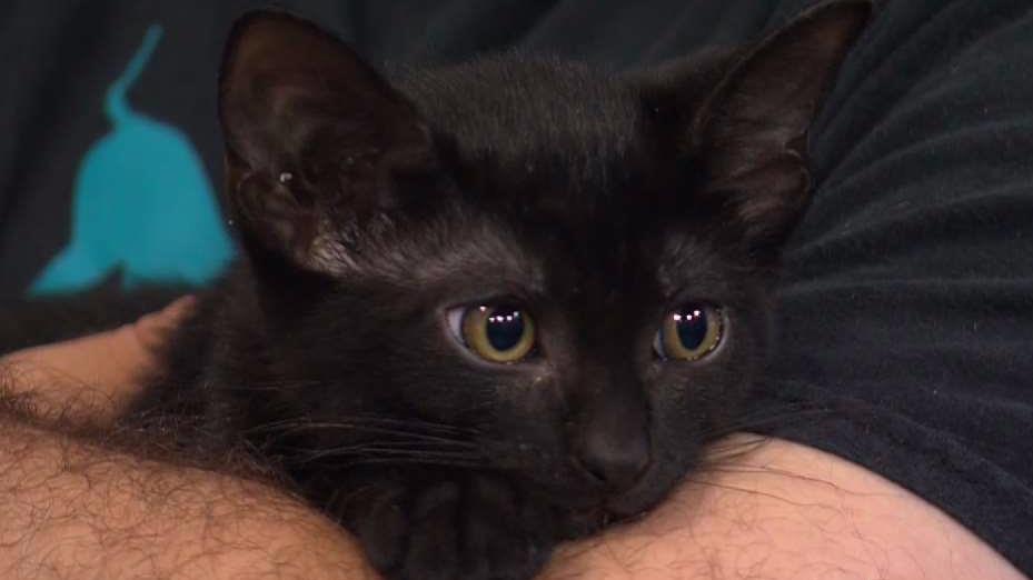 Https Www Nbclosangeles Com News National International Mount Prospect Police Case 17 10163 Chicago 2125479 Https Media Nbclosangeles Com 2019 09 Wmaq 000000024858409 1200x675 1013644355531 Jpg Fit 1024 2c576 Mount