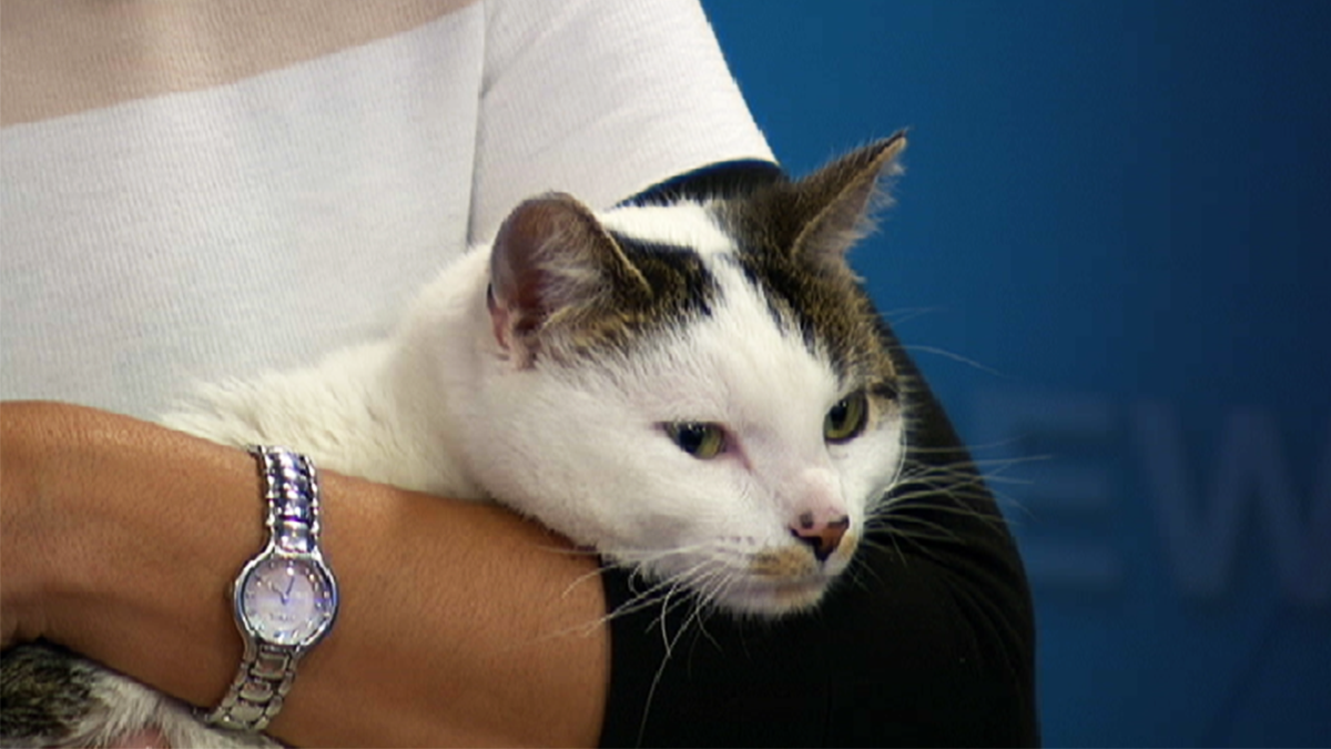 Scalded Cat Seen in Disturbing Video Finds New Home NBC Los Angeles