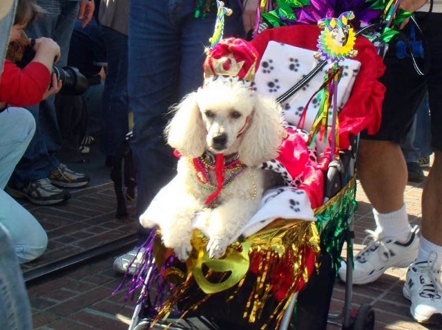 FMdog
