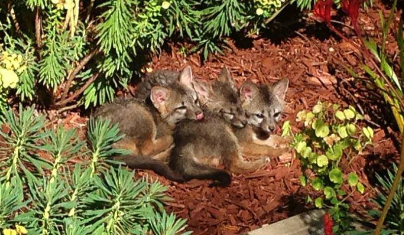 FacebookFoxes