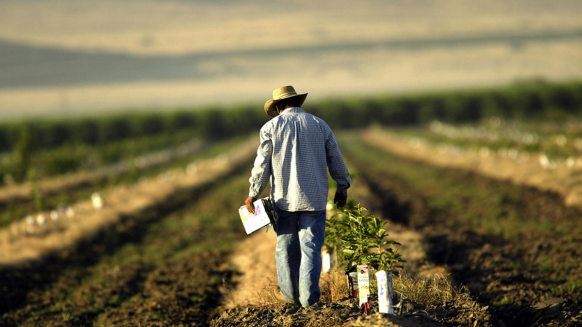 Farm Workers Strike After They See On Tv That Dozens Of Coworkers Have Coronavirus Nbc Los Angeles