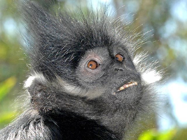 Francois Langur 2-10-1-09_Tad Motoyama 8678