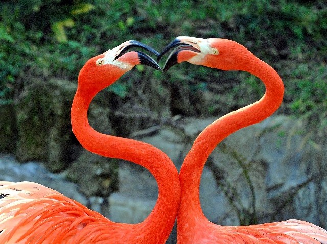 GLAZAAmerFlamingosPhotobyTadMotoyama