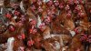 Farms in Maryland, Delaware to Destroy 2 Million Chickens Due to Staffing Shortages