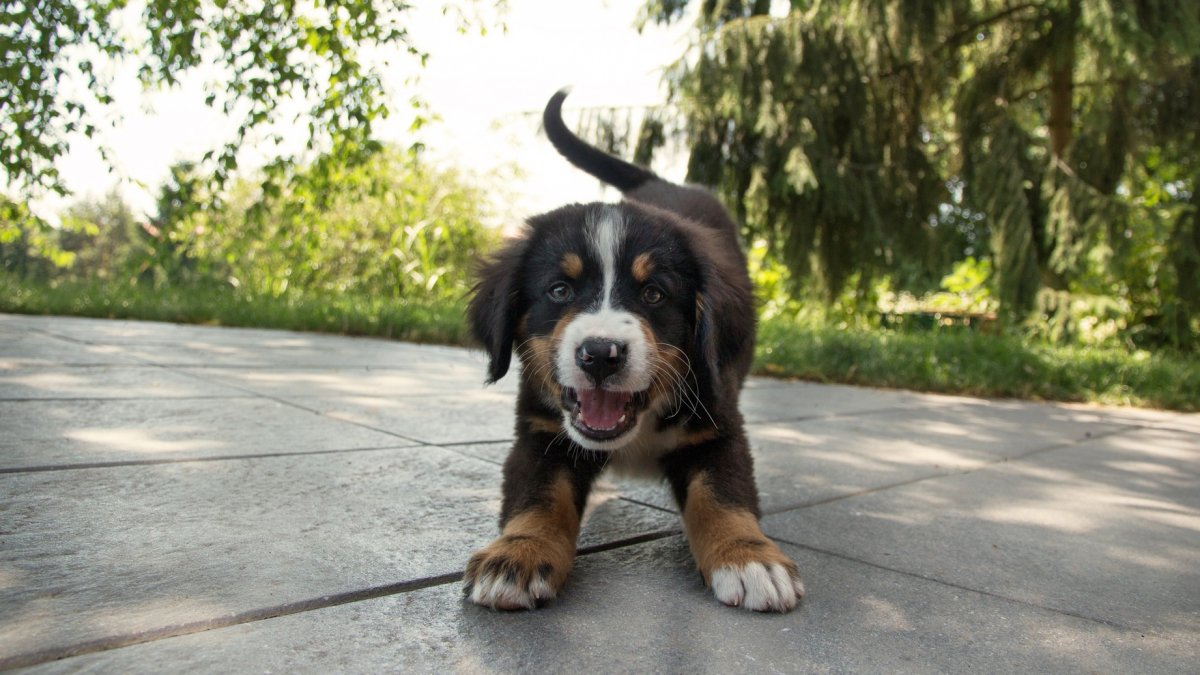 We’re Loving National Puppy Day, Now More Than Ever NBC Los Angeles