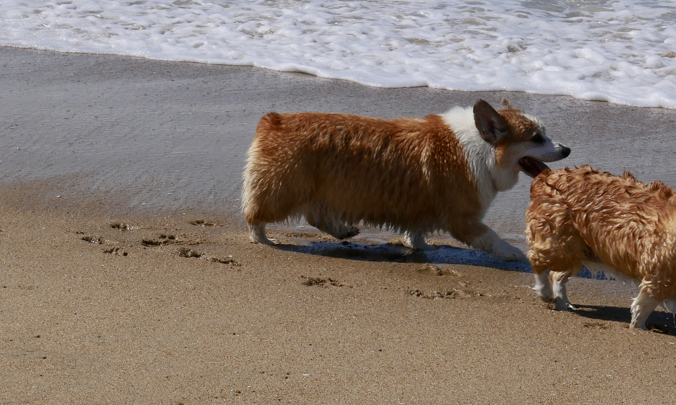 Corgi Beach Day to Romp at Home – NBC Los Angeles