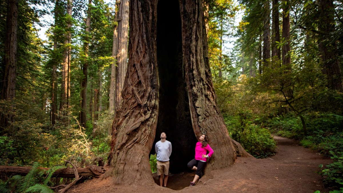 the redwoods