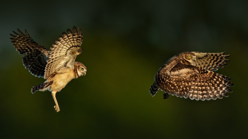 The Great Backyard Bird Count Takes Wing Nbc Los Angeles