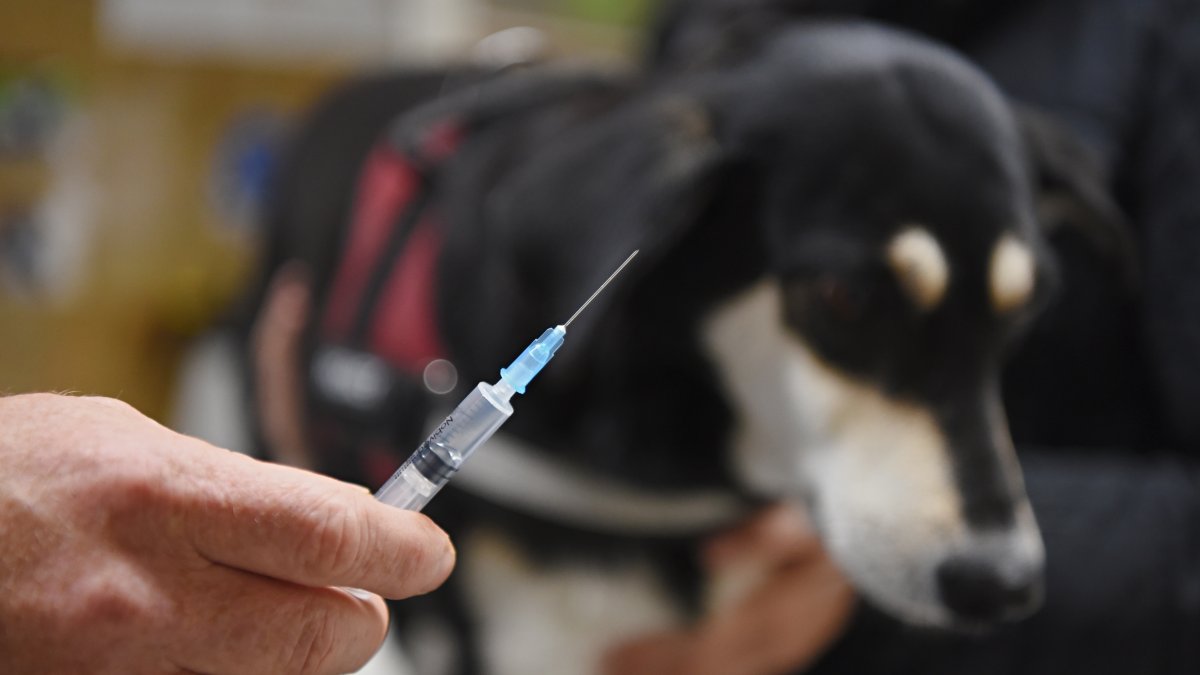 Первая вакцина от бешенства. Вакцинация животных. Вакцинация животных от бешенства. Прививка собаке. Вакцинация домашних животных против бешенства.