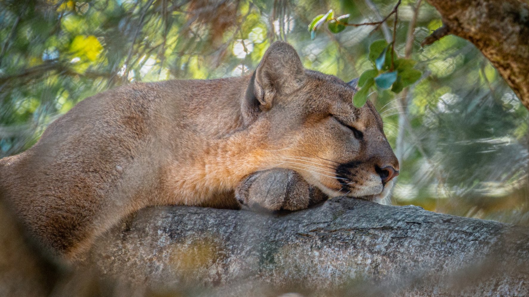 State Moves Closer to Protection for Area Mountain Lions NBC Los Angeles