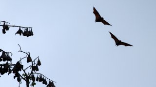 A group of giant fruit bats that are hung on trees during the day in Aceh Utara, on January 31, 2020, Aceh, Indonesia. Bats are animals that are considered to contain a lot of dangerous viruses, which are also thought to be the cause of the new coronavirus.