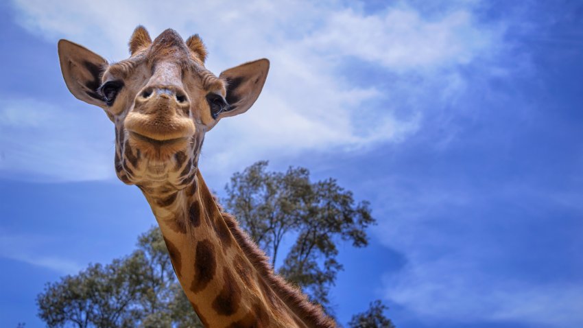 World Giraffe Day Stands Tall Nbc Los Angeles