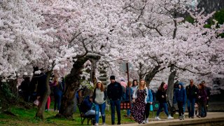 In this March 21, 2020, file photo, Washingtonians and tourists walk around the tidal basin to see the Cherry Blossoms despite the social distancing recommendations issued by officials in Washington, DC.
