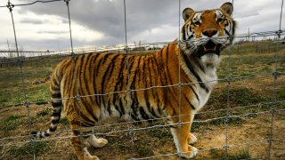 A young tiger relaxes in his open enclosures enjoying a once unimagined life of freedom at the Wild Animal Sanctuary