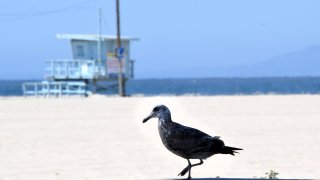A bird walks on Venice Beach.