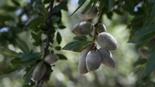 almond orchard California