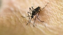 Invasive ankle-biter mosquitos plaguing Southern Californians - CBS Los  Angeles