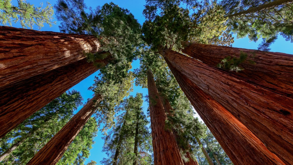 Sequoia Parks Will ‘Increase Recreational Access’ – NBC Los Angeles