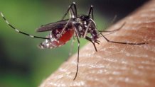 Beware of 'Ankle Biter' Mosquitoes - The Santa Barbara Independent