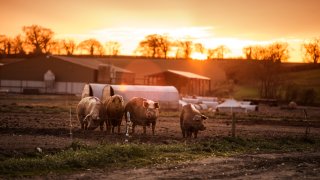 Pigs on a farm