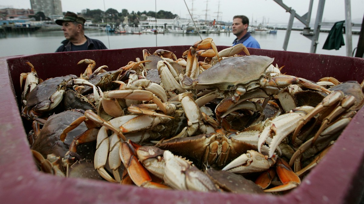 Commercial Dungeness Crab Season Along Northern California Coast