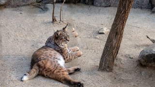 A bobcat relaxes at the Living Desert Zoo and Botanical Gardens in Palm Desert, California.