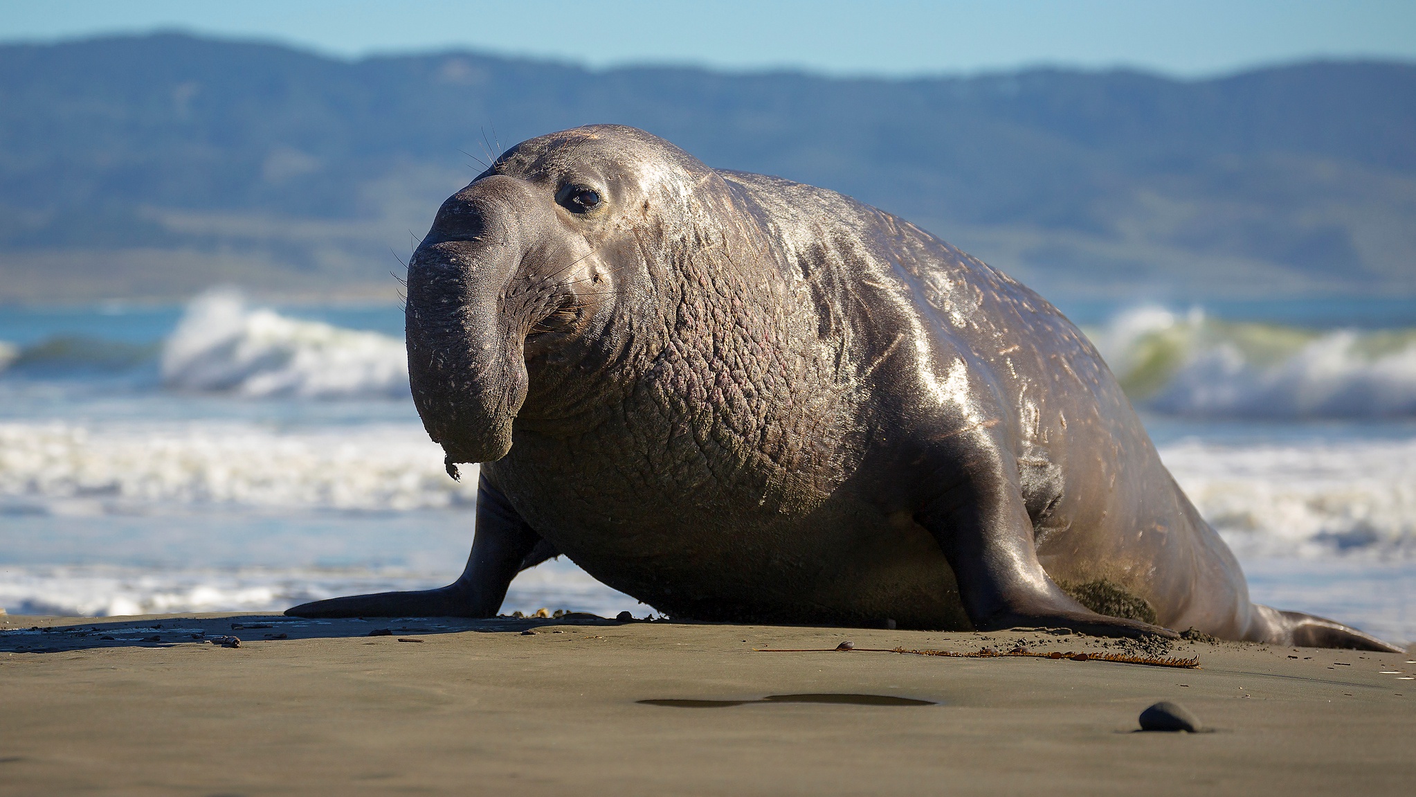 Elephant Seals Steal Our Hearts NBC Los Angeles