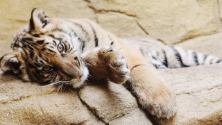 File Image: Portrait of tiger lying down