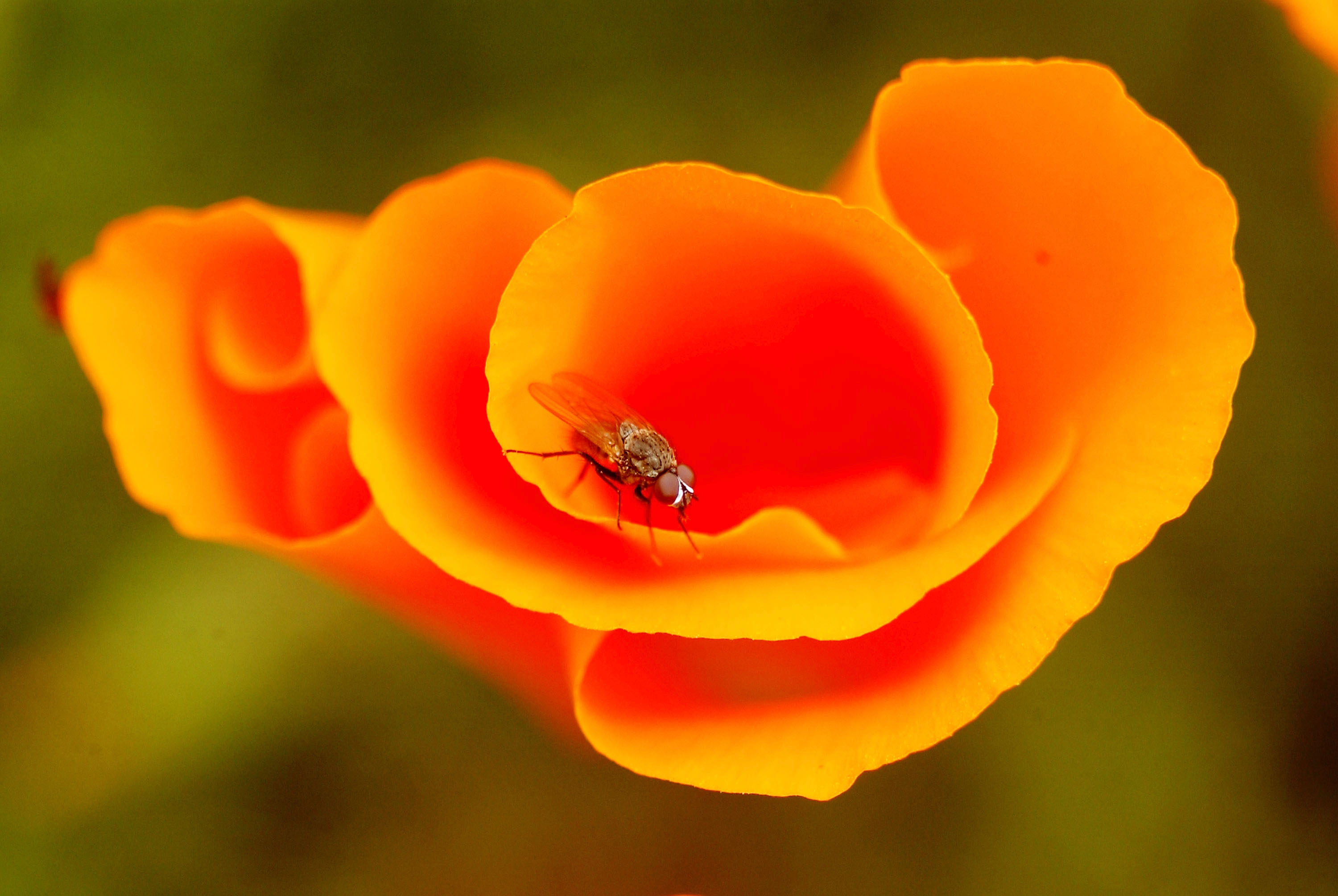 What Are The State Symbols Of California