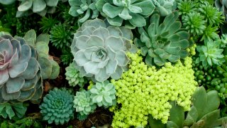 Succulent plants