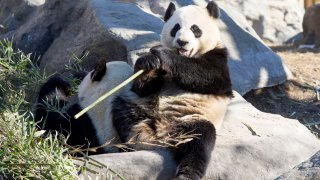 In this March 4, 2018, file photo, giant pandas Da Mao and Er Shun are seen at the Toronto Zoo before being moved to the Calgary Zoo.