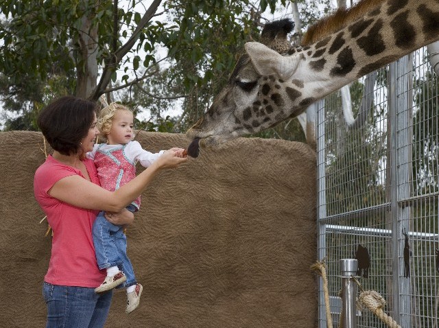 GiraffeSDZoo
