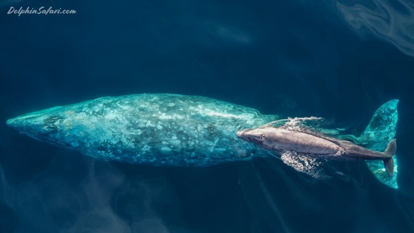 A gray whale and calf are seen during Captain Dave’s Dolphin and Whale Watching Safari in Dana Point.