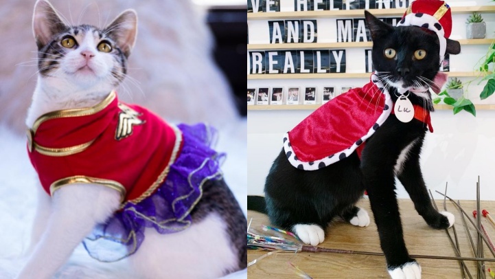 Halloween1-sidecatmelrose