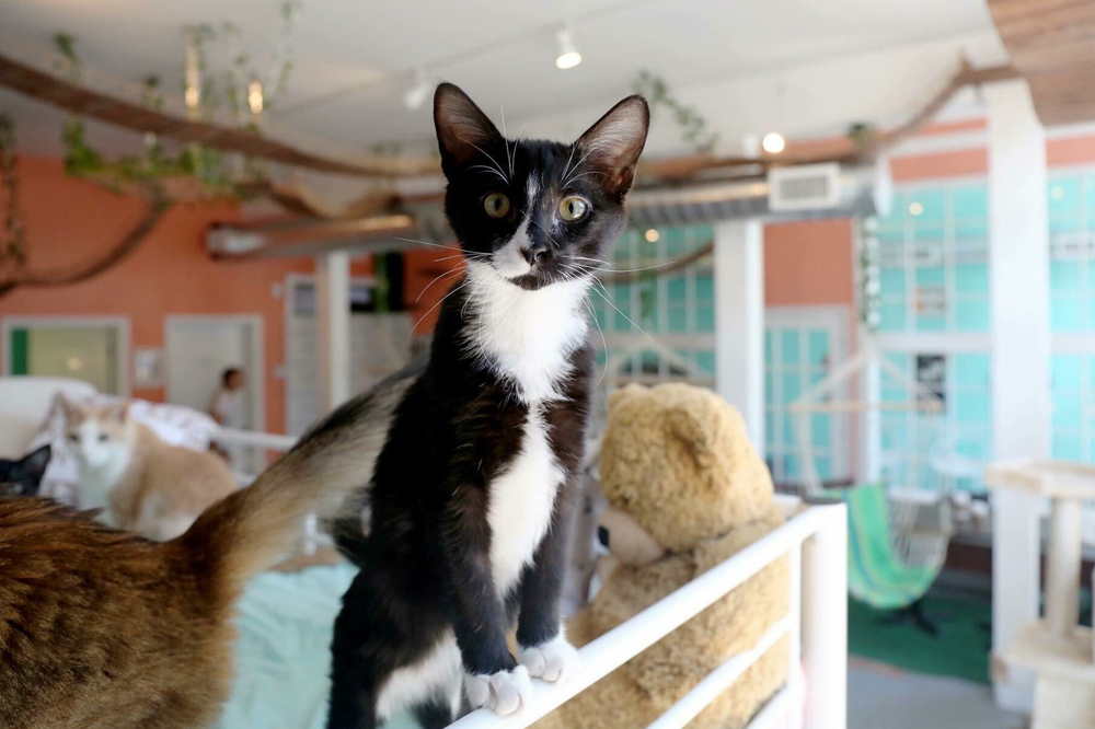 Cat Cafes New Purrfect Paradises For At Risk Shelter Cats Nbc Los Angeles