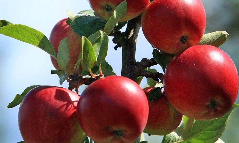 Health Foods Apples